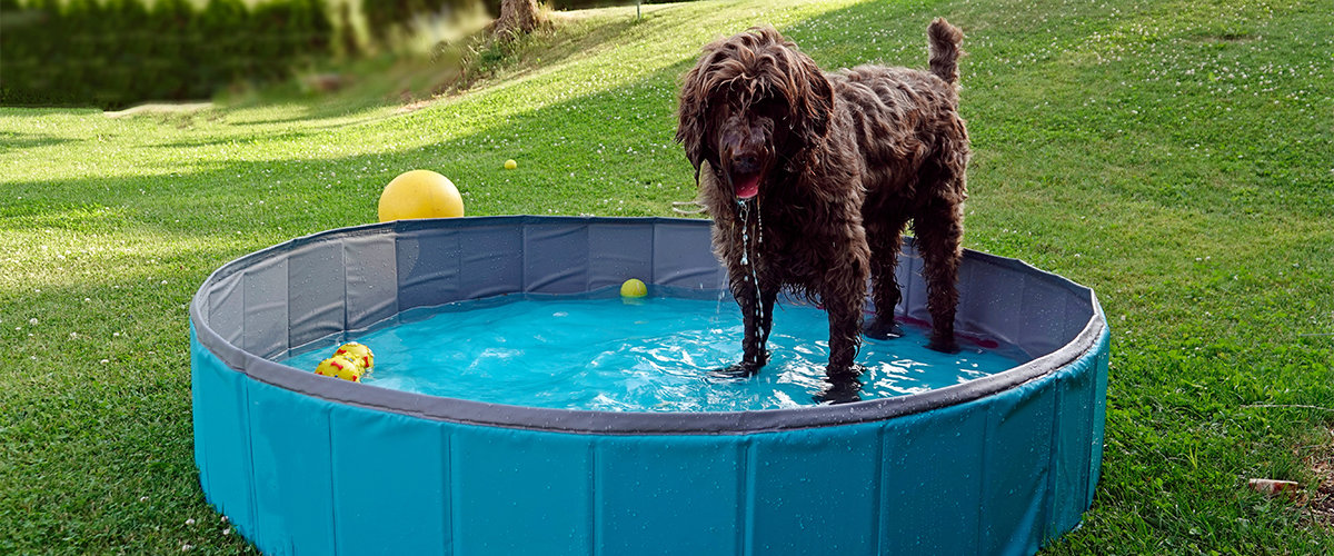 Dog standing in a pool